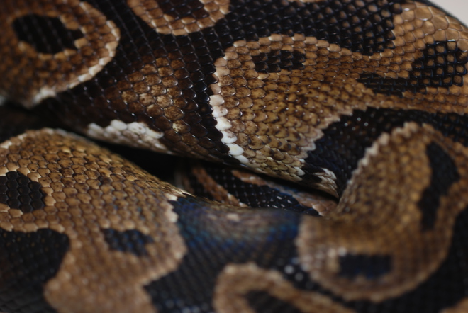 Royal Python scales close up