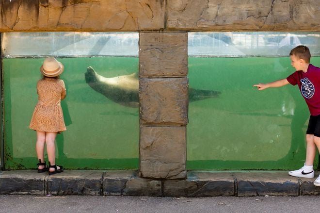 Two young children point at sea lion swimming past viewing window 