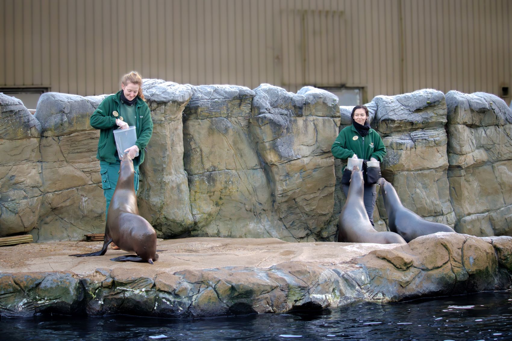 GalaNewSeaLion_2023-1.jpg