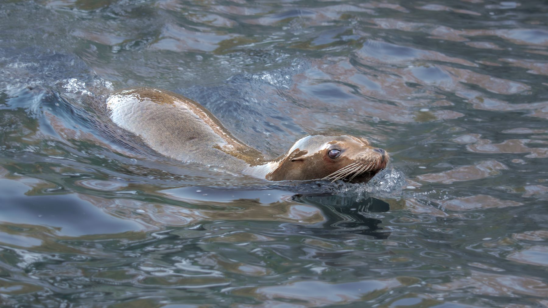 GalaNewSeaLion_2023-7.jpg