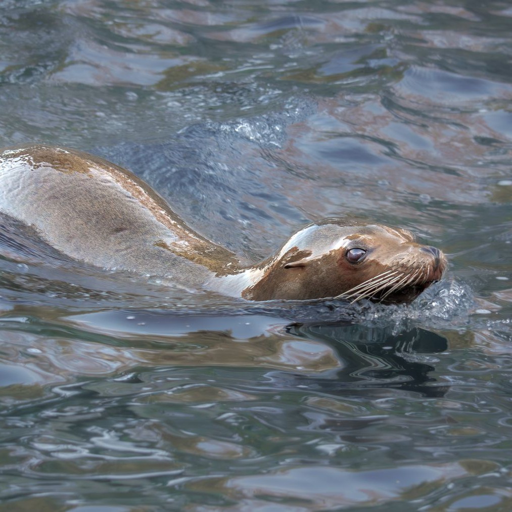 GalaNewSeaLion_2023-7WEBsquare.jpg
