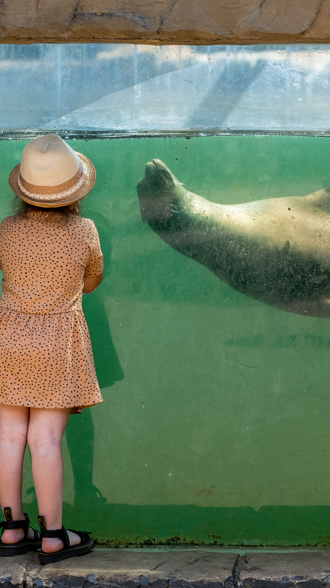 Little girl comes face to face with sea lion at underwater viewing window 