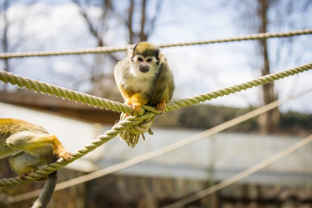 Squirrel monkey looks at camera and sits on suspended rope against blue sky backdrop 