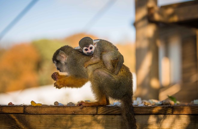 Baby squirrel monkey clings to it's mothers back as she eats some nuts on a wooden platform 