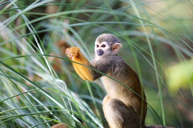 Squirrel Monkey grabs a blade of grass