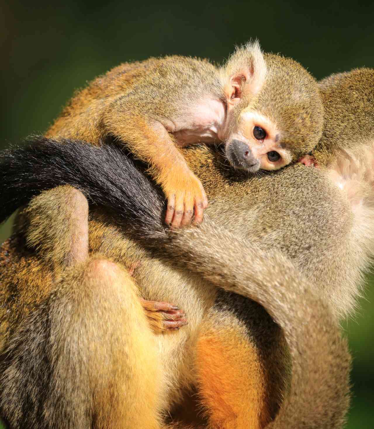 Squirrel Monkey Baby at Woburn Safari Park.jpg