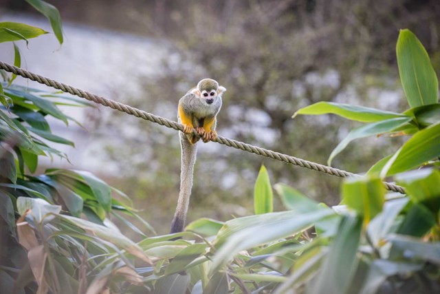 Squirrel Monkey perches on suspended rope among trees