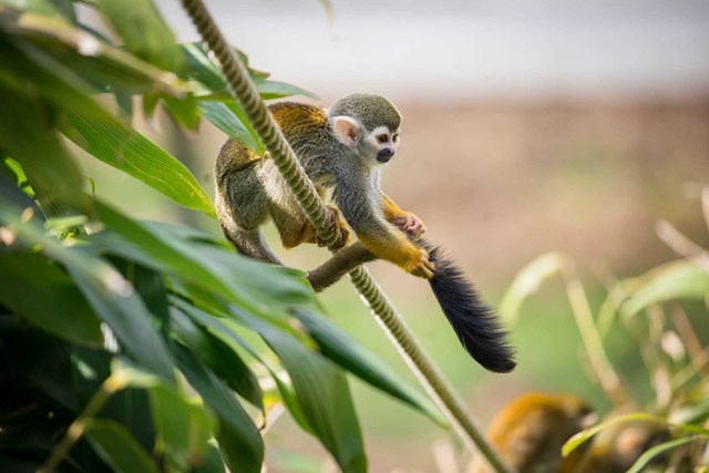 Squirrel Monkey holds tail while perched on suspended rope in trees
