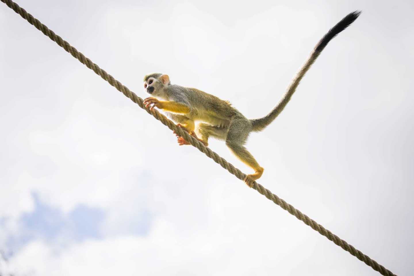 Image of squirrel monkey climbs across rope at woburn safari park
