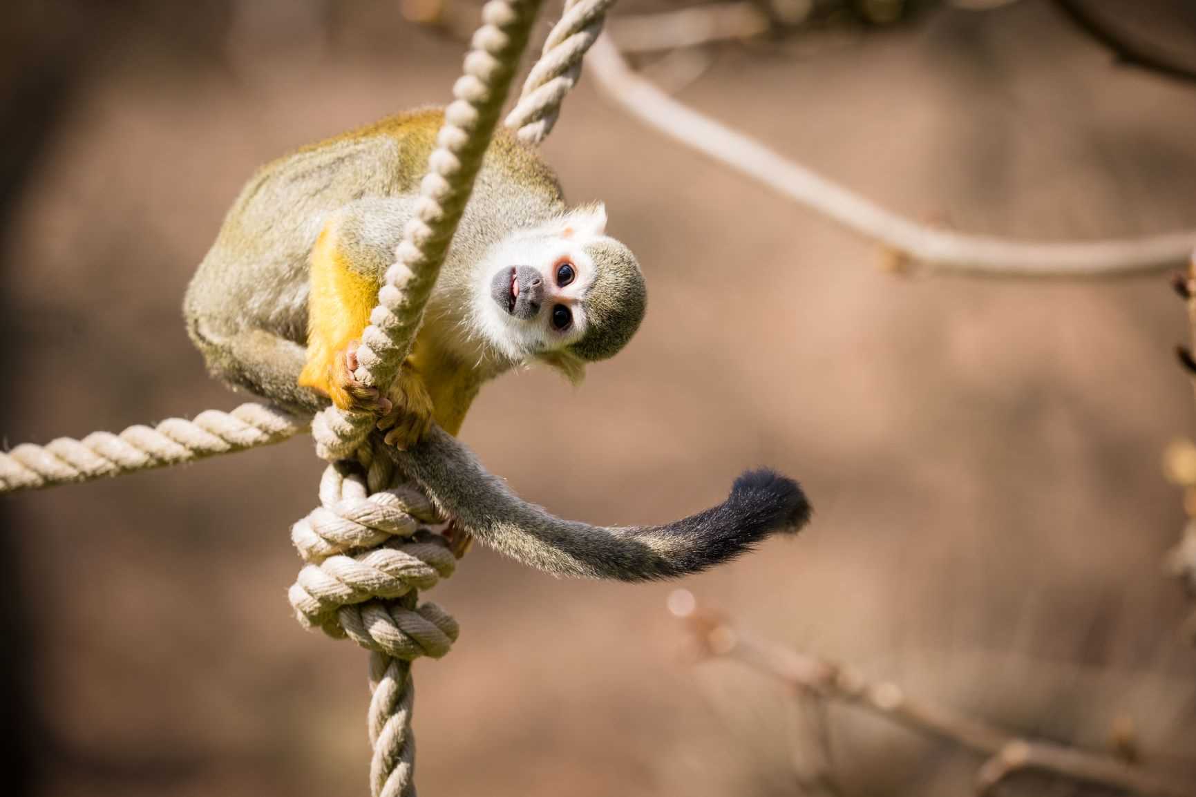 Squirrel monkey in Monkey Mayhem at Woburn Safari Park.jpg