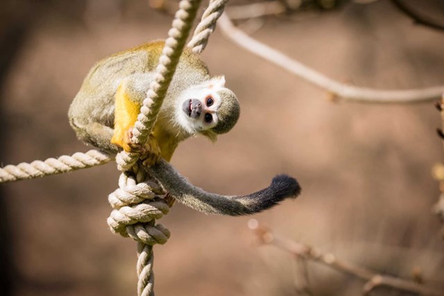 Squirrel Monkey peeks at camera from suspended rope 