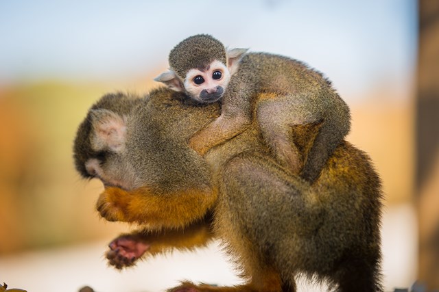 Squirrel Monkey clings to mother's back