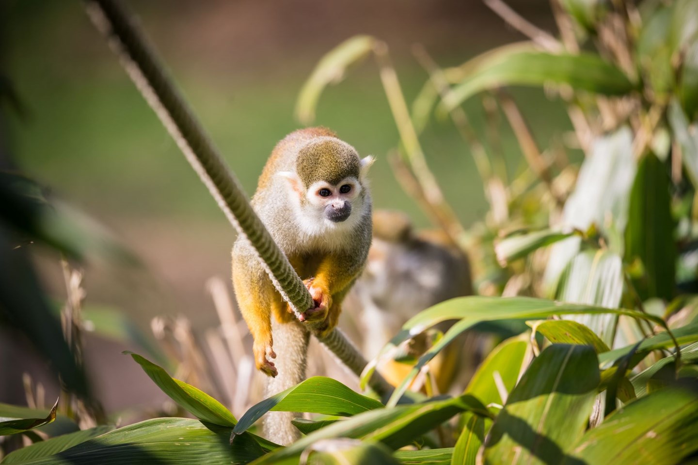 Squirrel Monkey clings to rope among plants