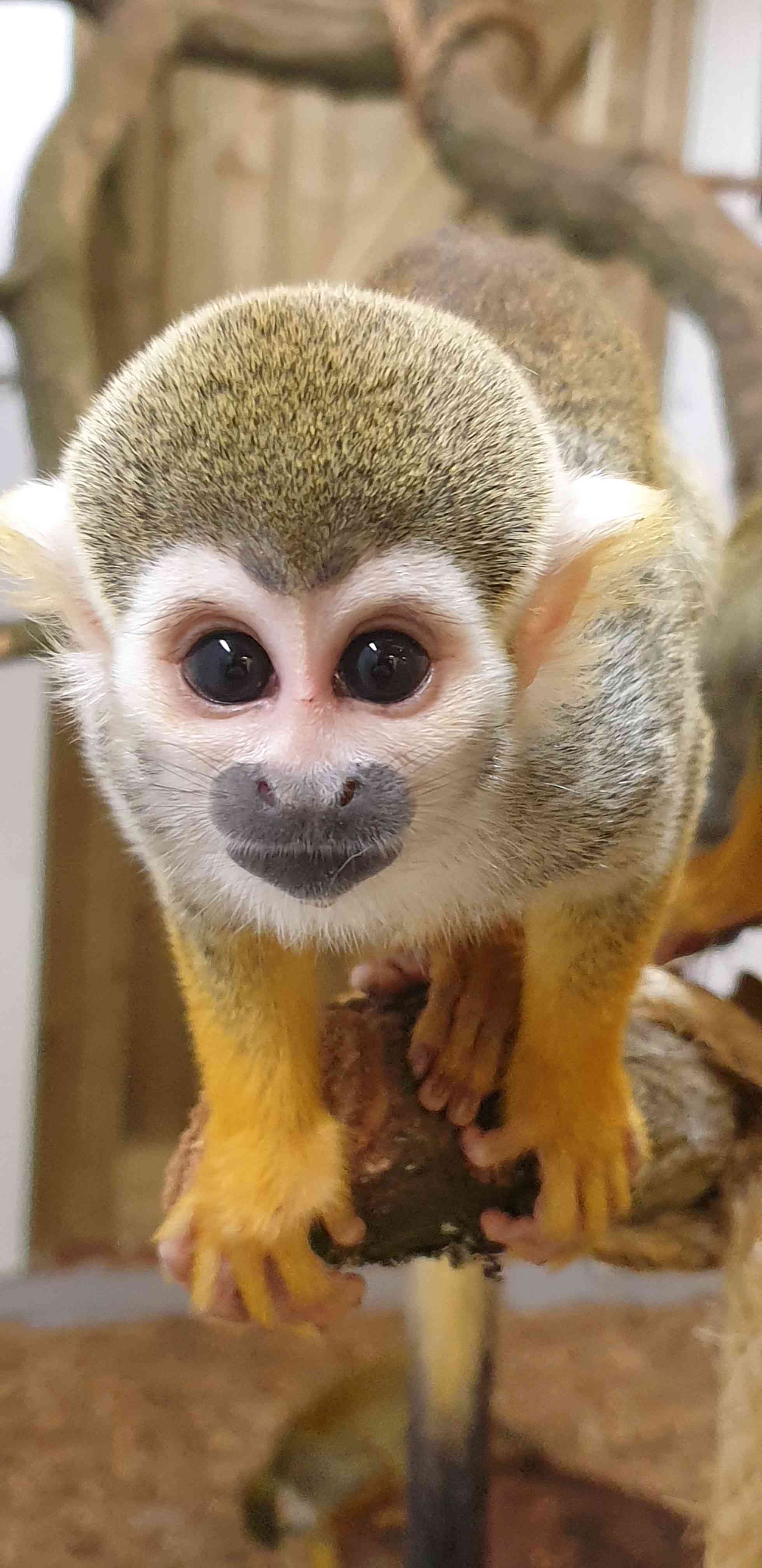 Young squirrel monkey at Woburn Safari Park.jpg