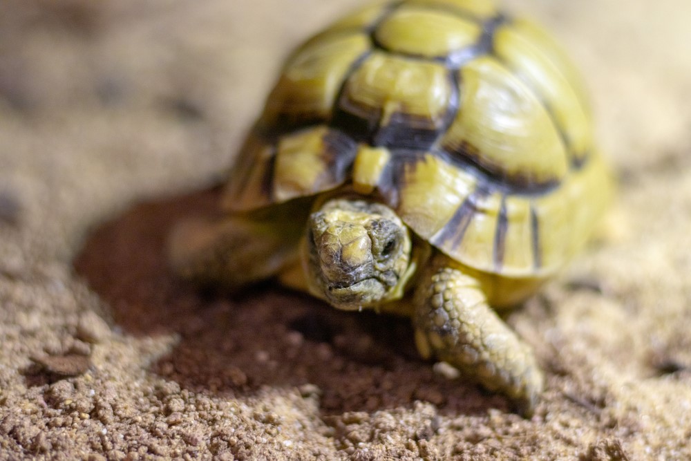 Egyptian best sale tortoise pet