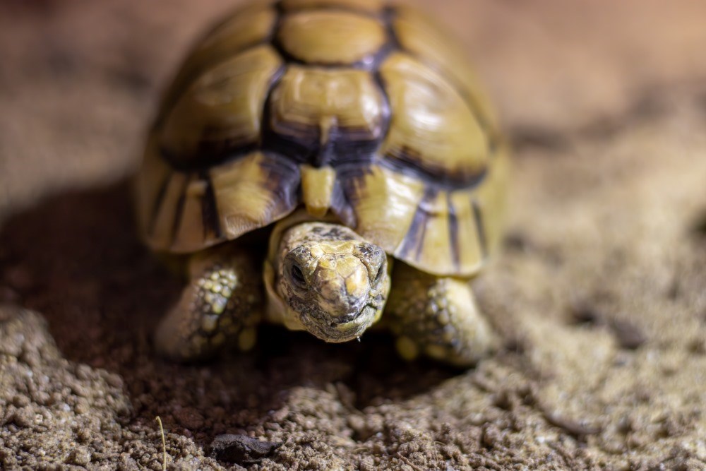 Image of egyptian tortoise 2