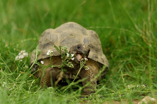 Aldbara Tortoise chomps on little white flowers surrounded by grass