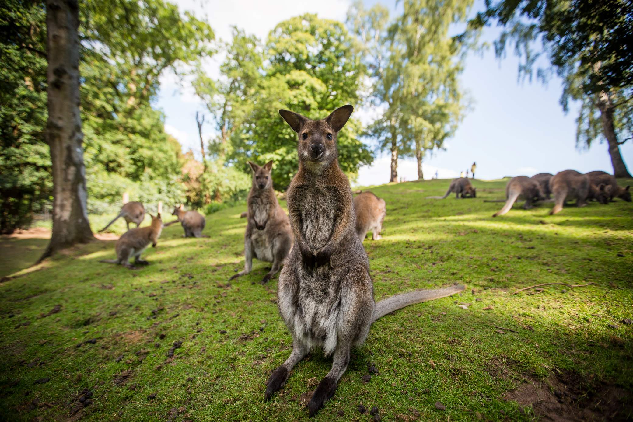 woburn safari faqs