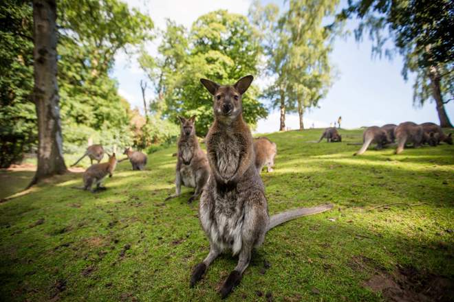 Wallaby stands on hind legs while surrounded by other wallabies in grassy enclosure