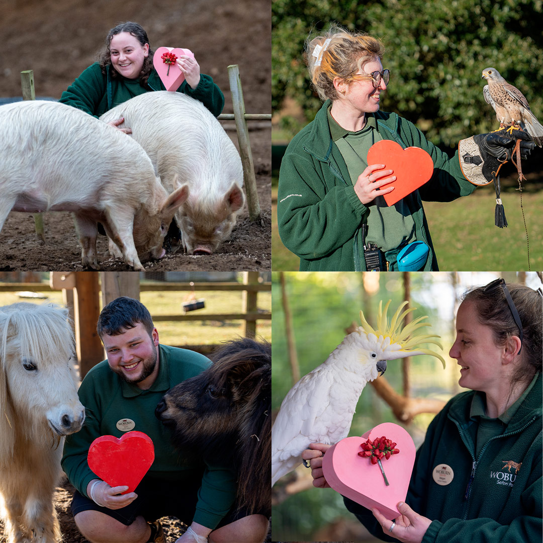Keepers and Animal bonds for valentines day 