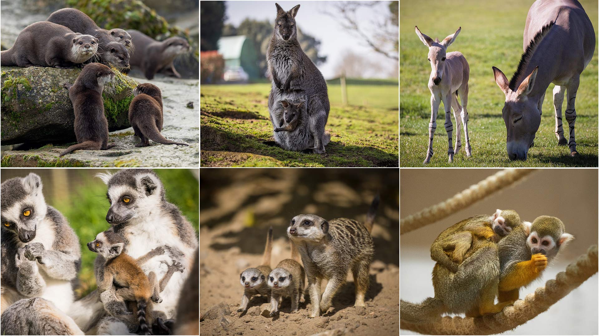 Animal babies and mother's at Woburn Safari Park