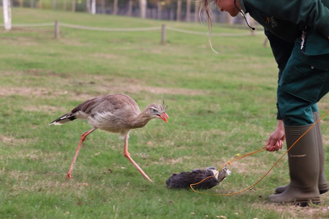 Red Legged Seriema chases imitation prey held by keeper