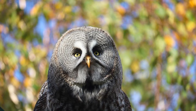 Great grey owl close up 
