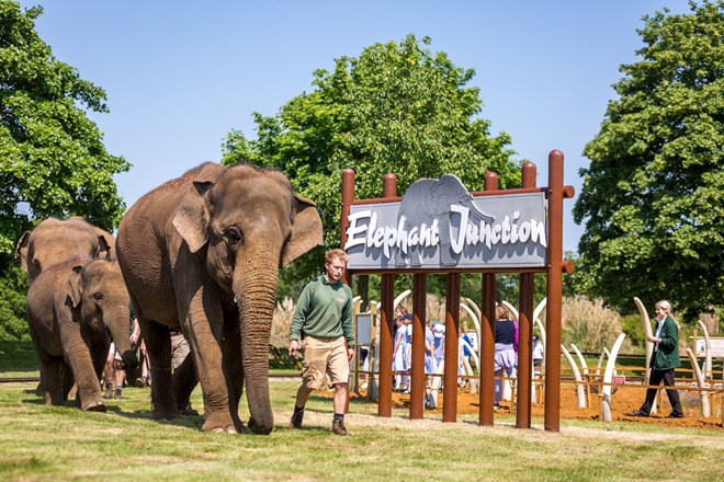 Elephant herd at Tusk Garden opening in Elephant Junction