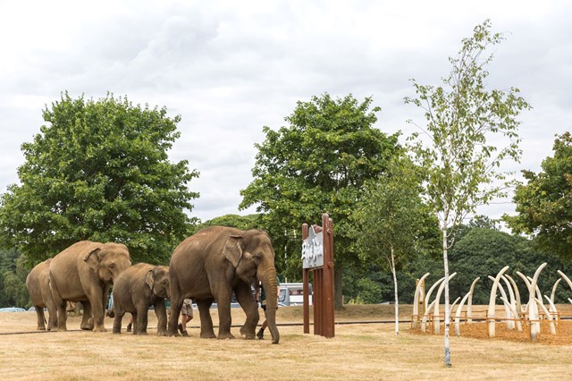 Three elephants walk over to Tusk Garden