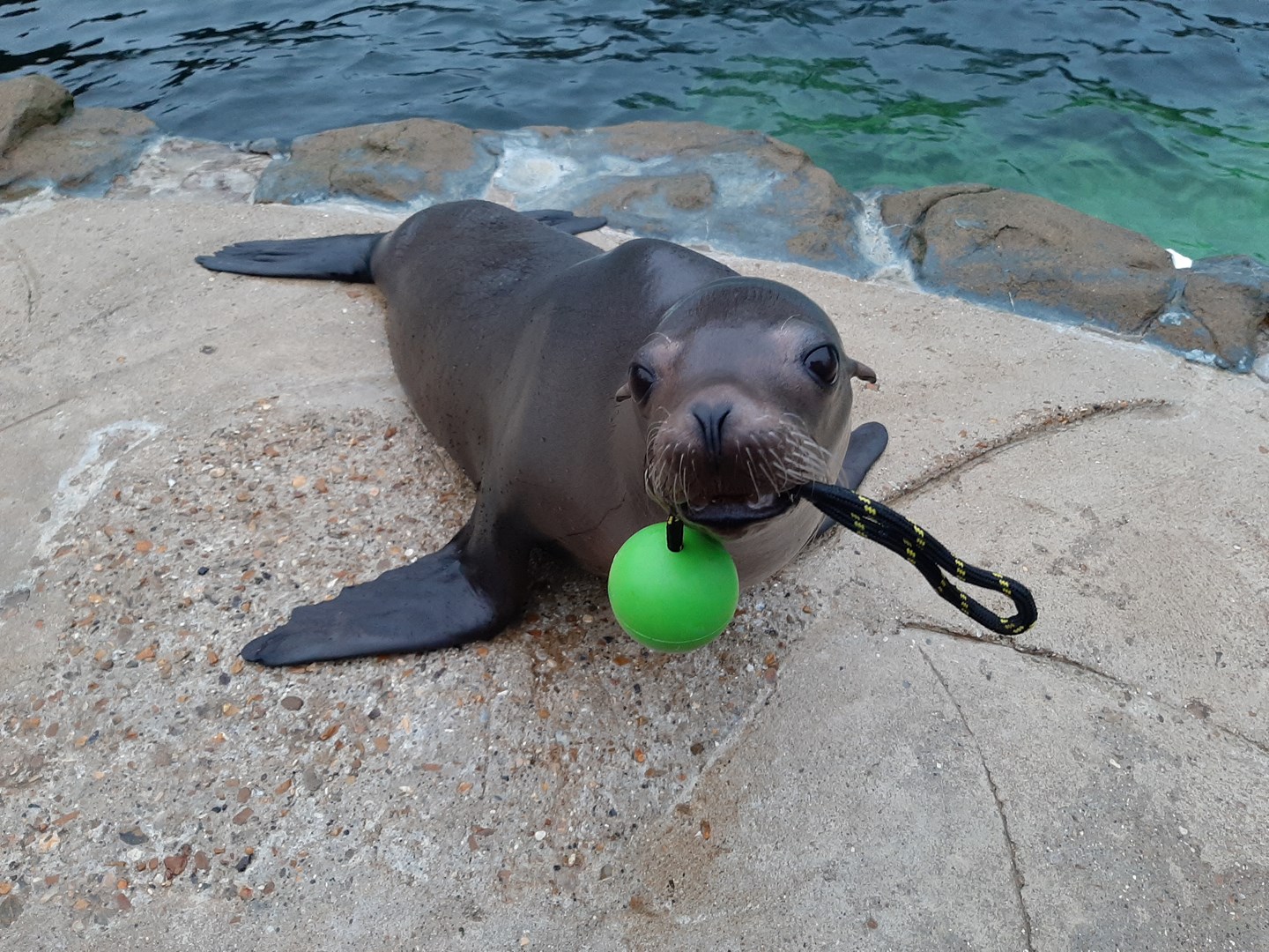 A californian sea lion holds an enrichment rope ball in her mouth at Woburn Safari Park