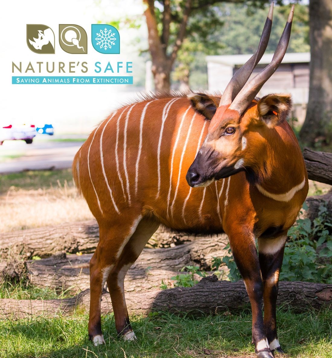 Bongo antelope in Road Safari forest enclosure with Nature's Safe Logo (Saving Animals From Extinction)
