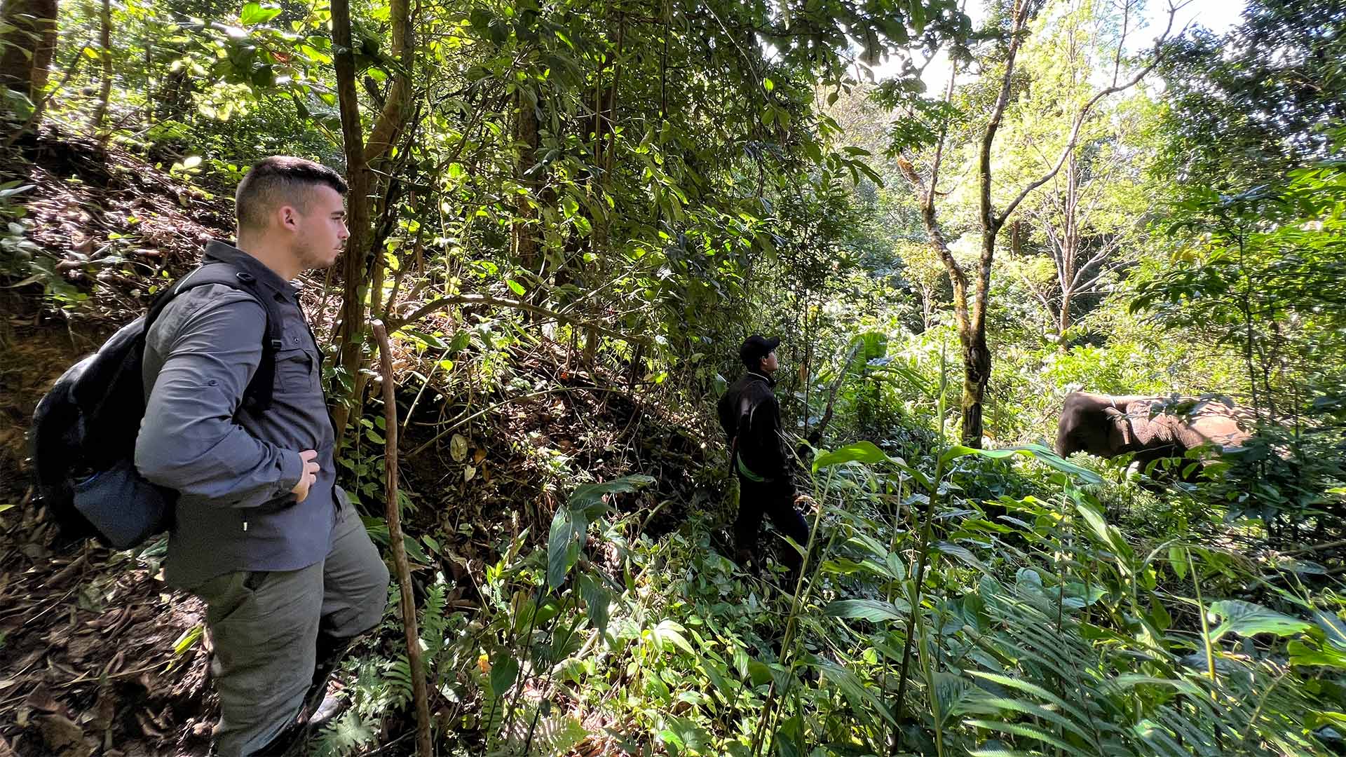 Keeper Jack visiting wild elephants in the forest 