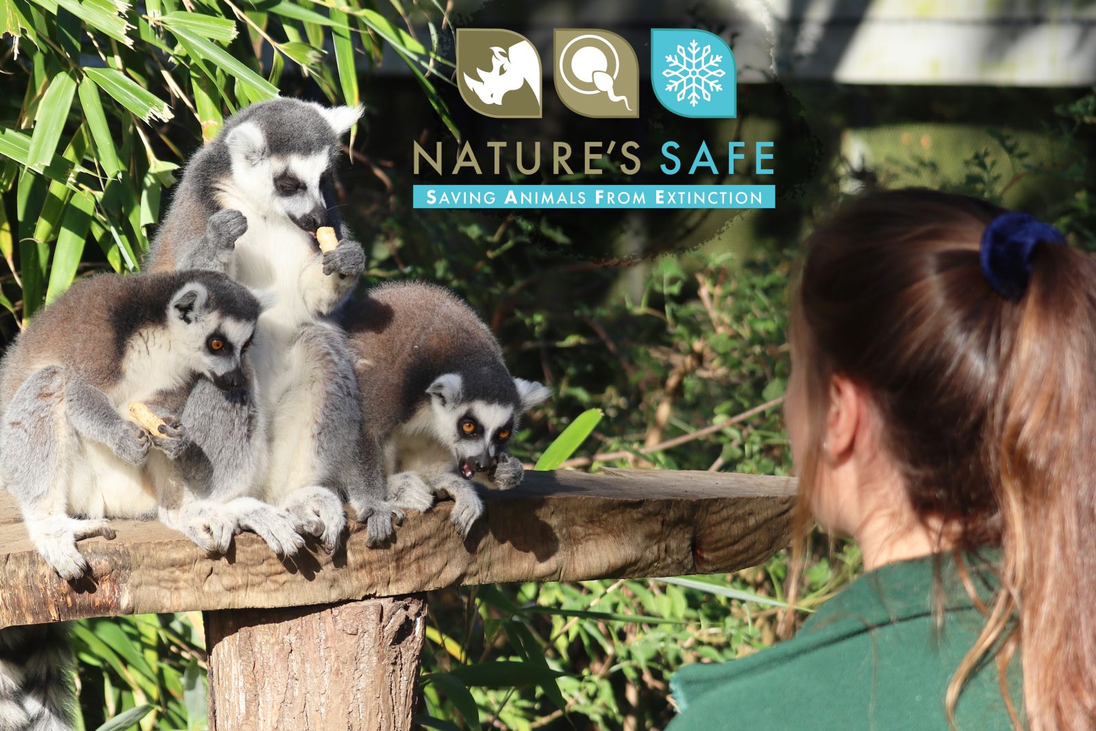Lemurs_NaturesSafe_webres.jpg