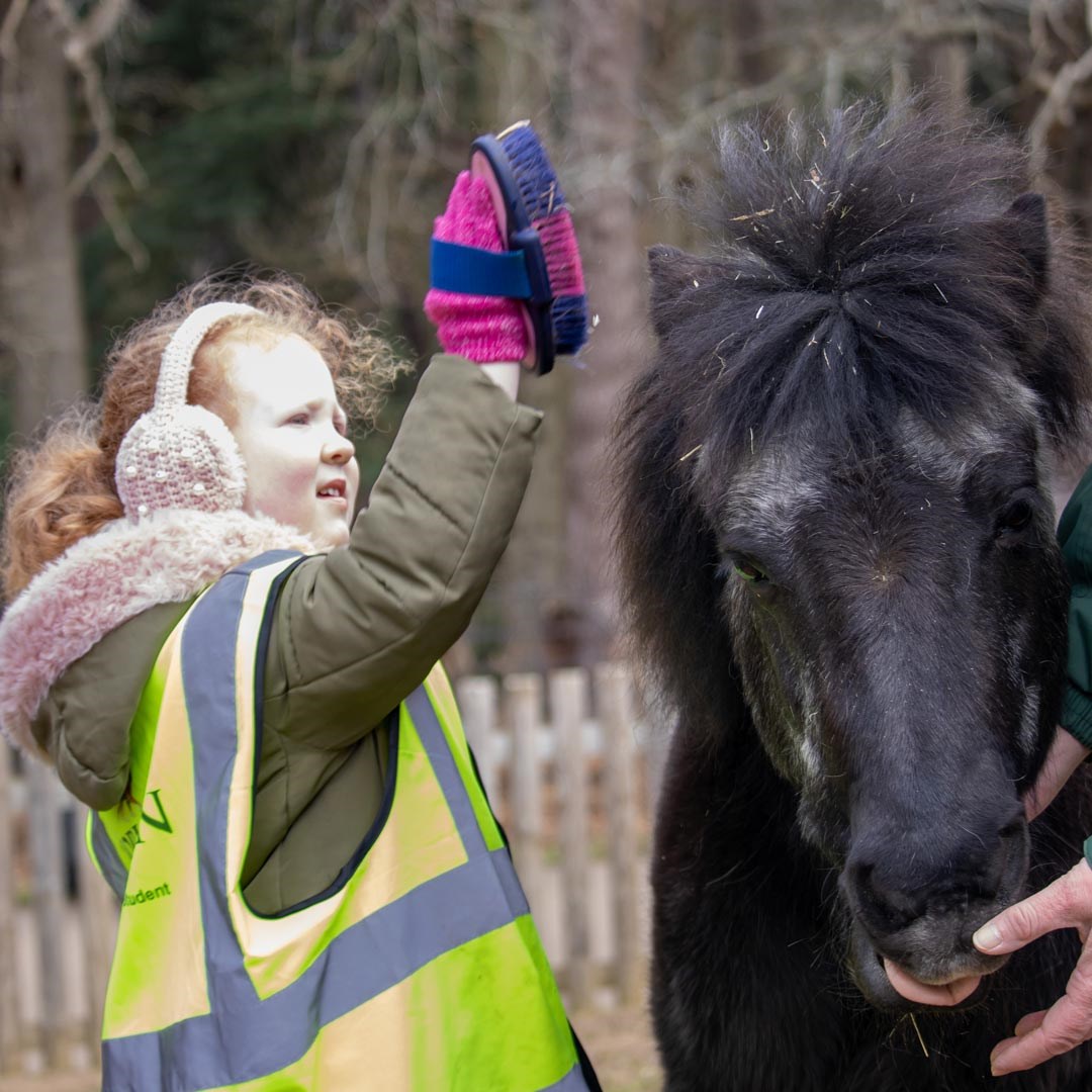 Close up image of small girl brushing a black pony