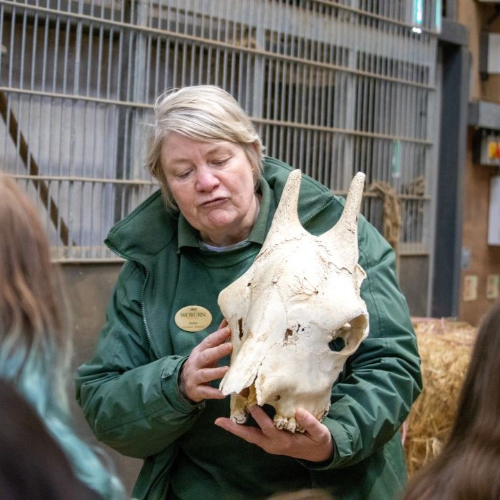 Education team staff member is showing children a giraffe skull exhibit as they stand inside the giraffe house