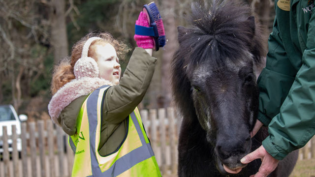 Image of holly pony being brushed web landscape 1920x1080
