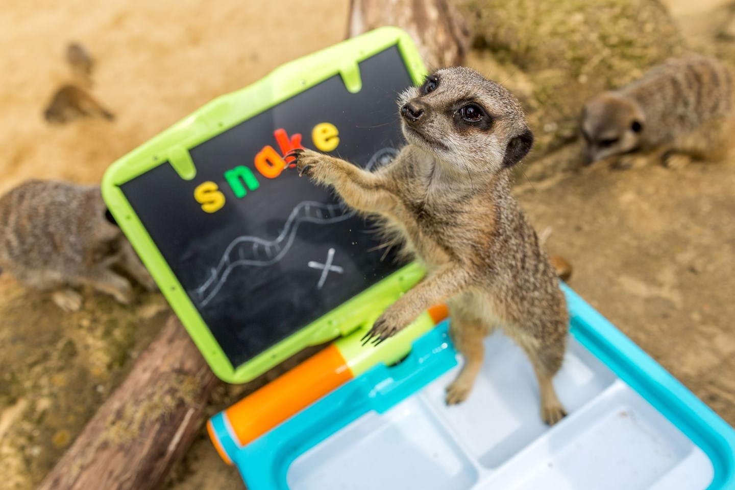A meerkat stands on its back legs and reaches up towards the camera with an enrichment toy setup behind it