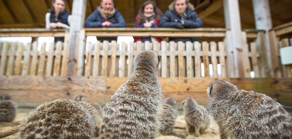 A mob of meerkats look up as a group of visitors look down at them in their Desert Springs enclosure at Woburn Safari Park
