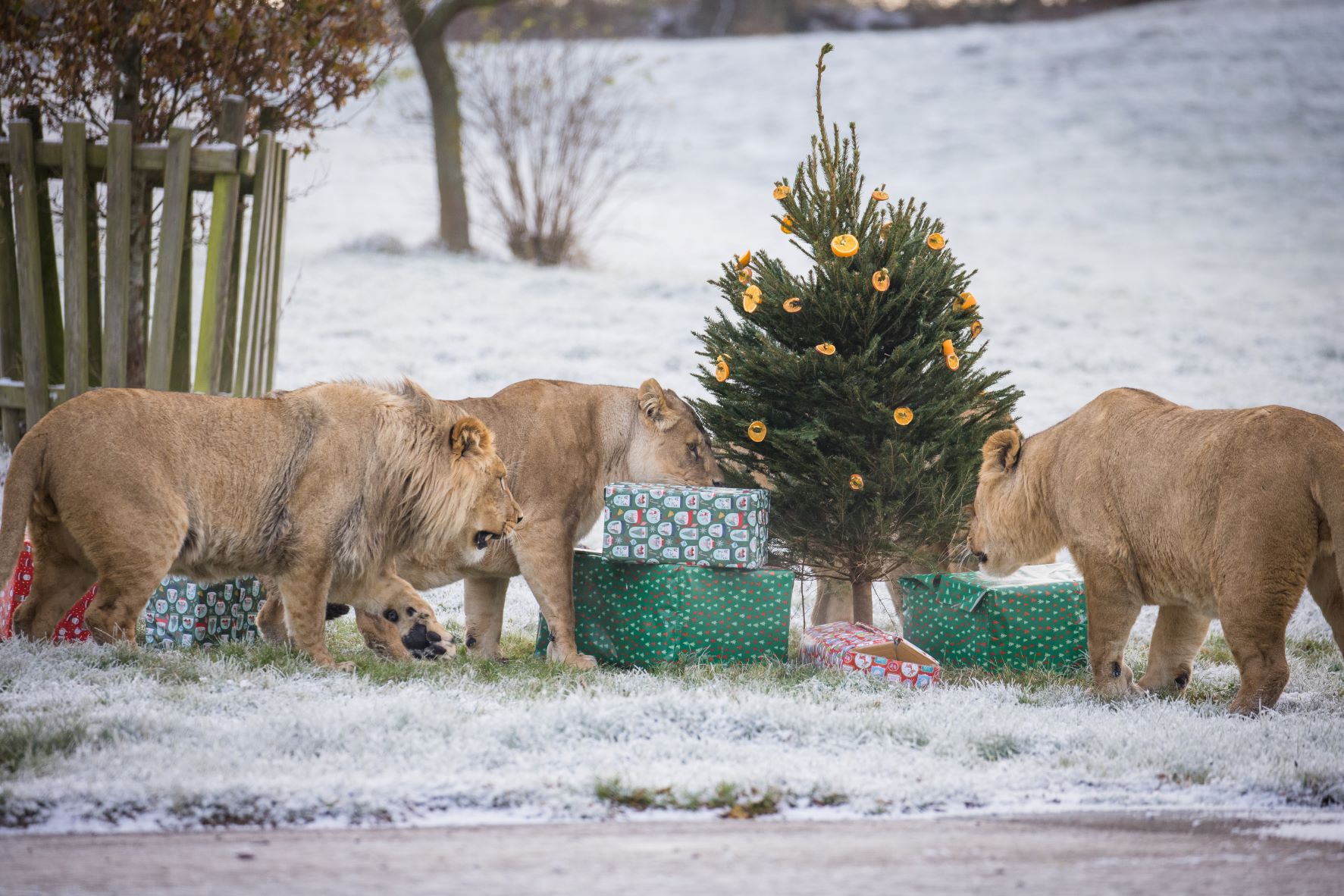 African lions enjoy festive enrichment at Woburn Safari Park.jpg