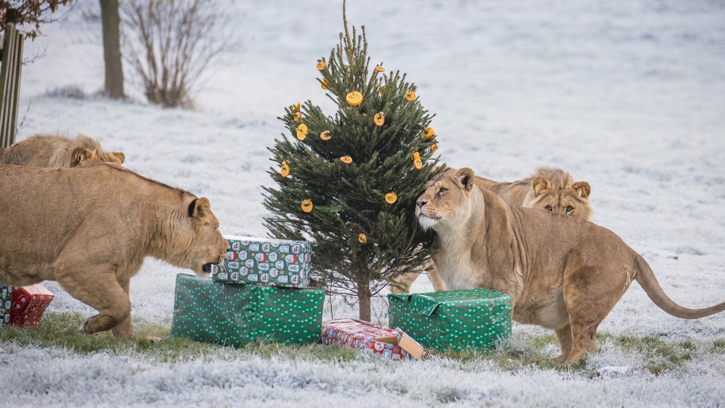 Pride of African lions investigate Christmas enrichment at Woburn Safari Park
