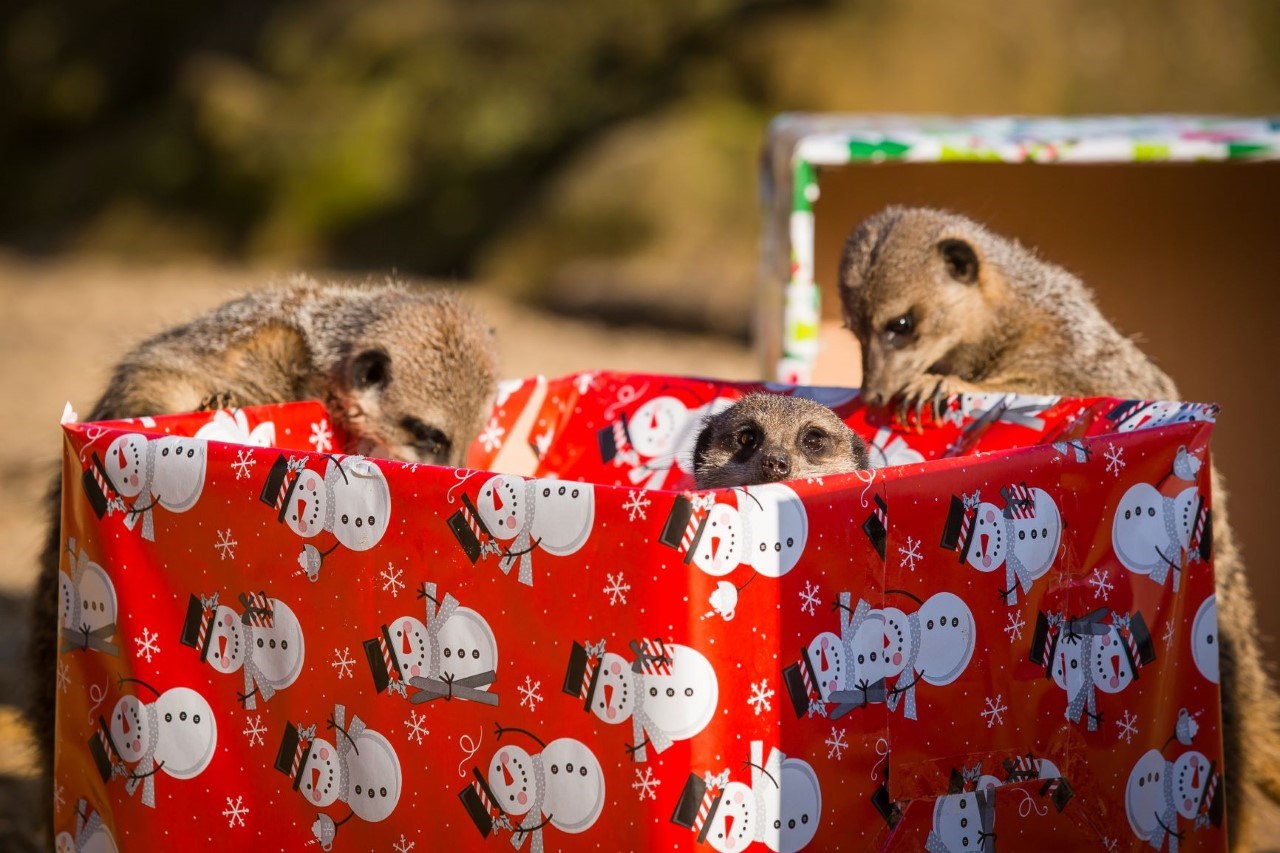 A meerkat peers at camera from within a Christmas gift box