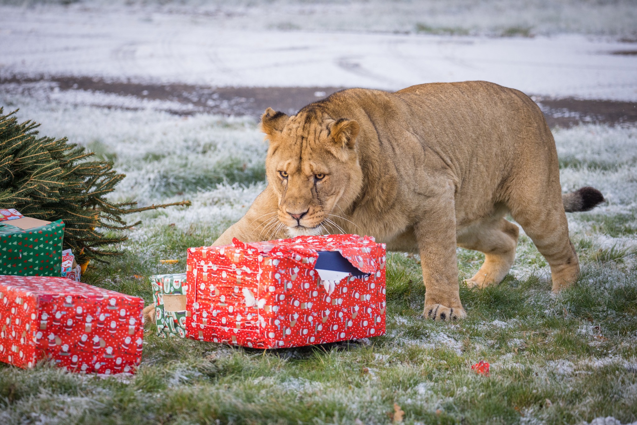 Male lion guards Christmas boxes