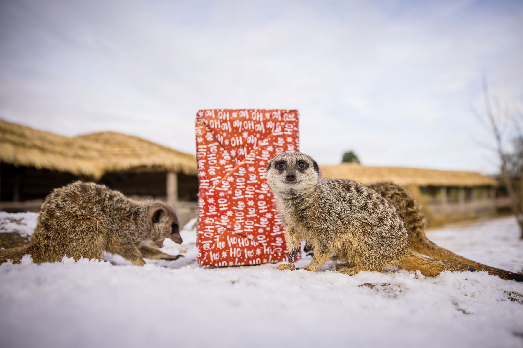 Meerkats opening Christmas presents.jpg