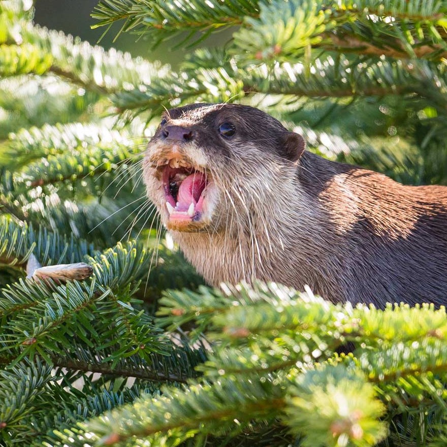 Otter looks surprised with mouth open hiding in christmas tree