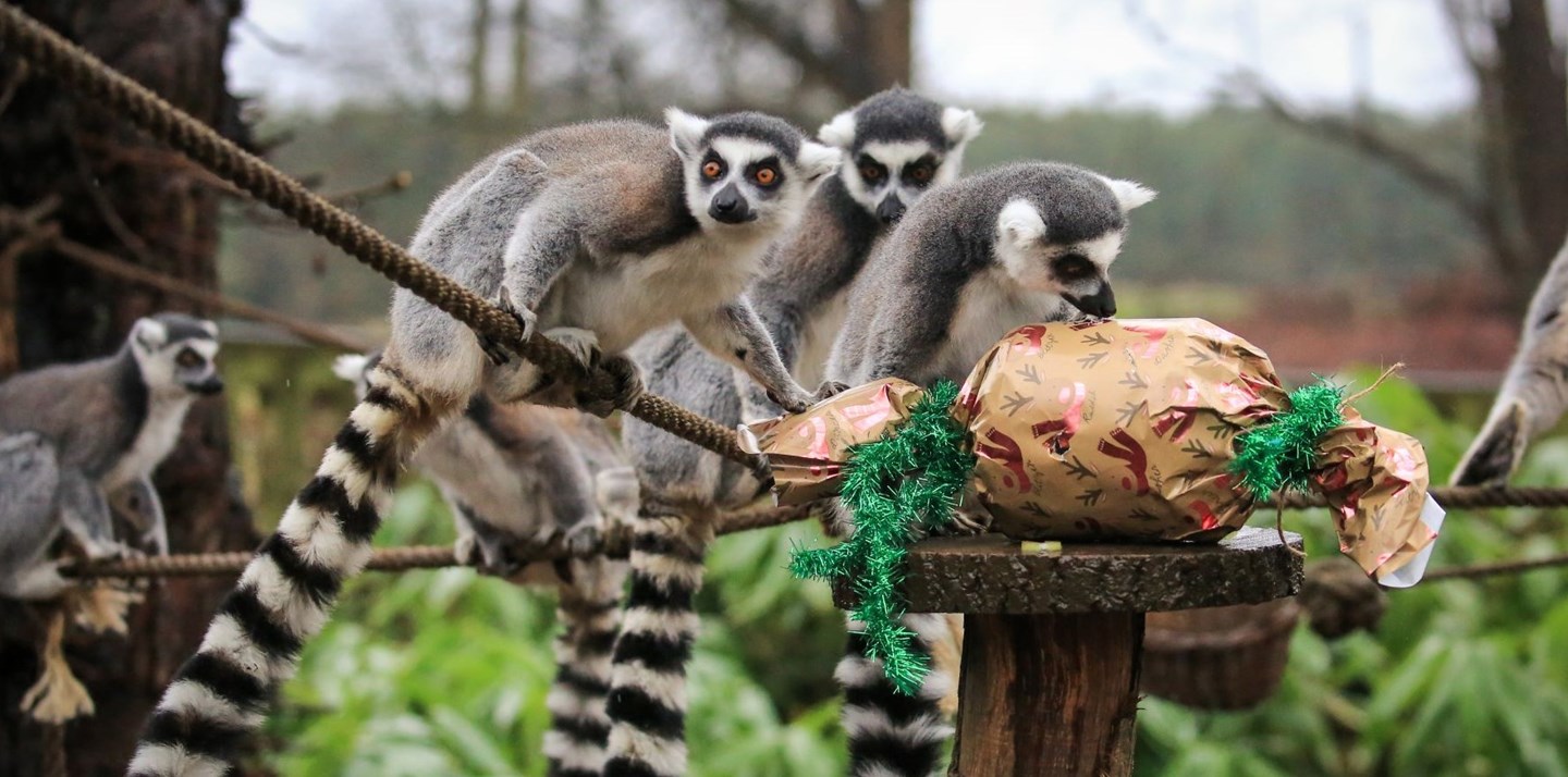 Group of ring tailed lemurs check out a Christmas gift