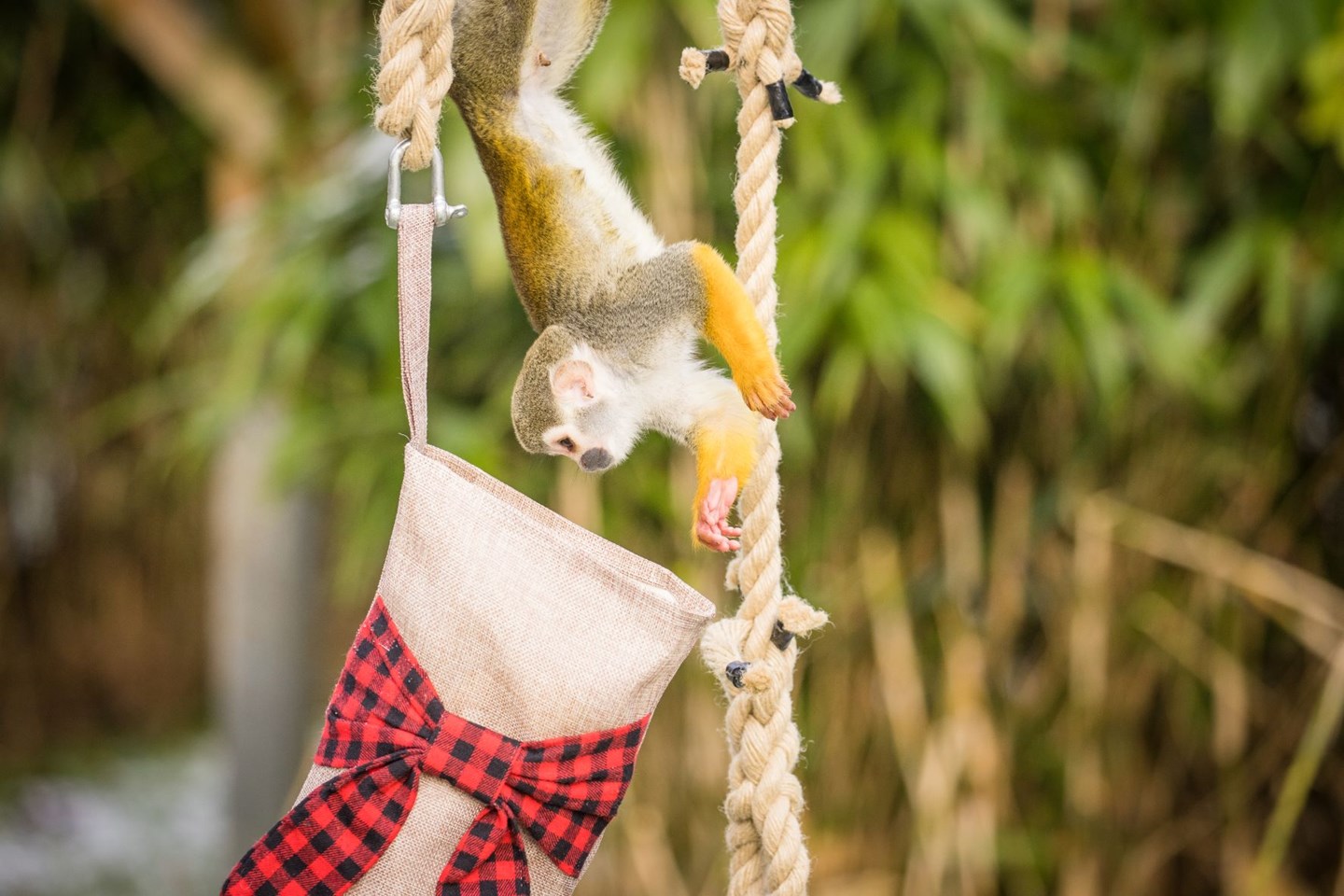 Squirrel monkey hangs upside down to look inside a Christmas stocking