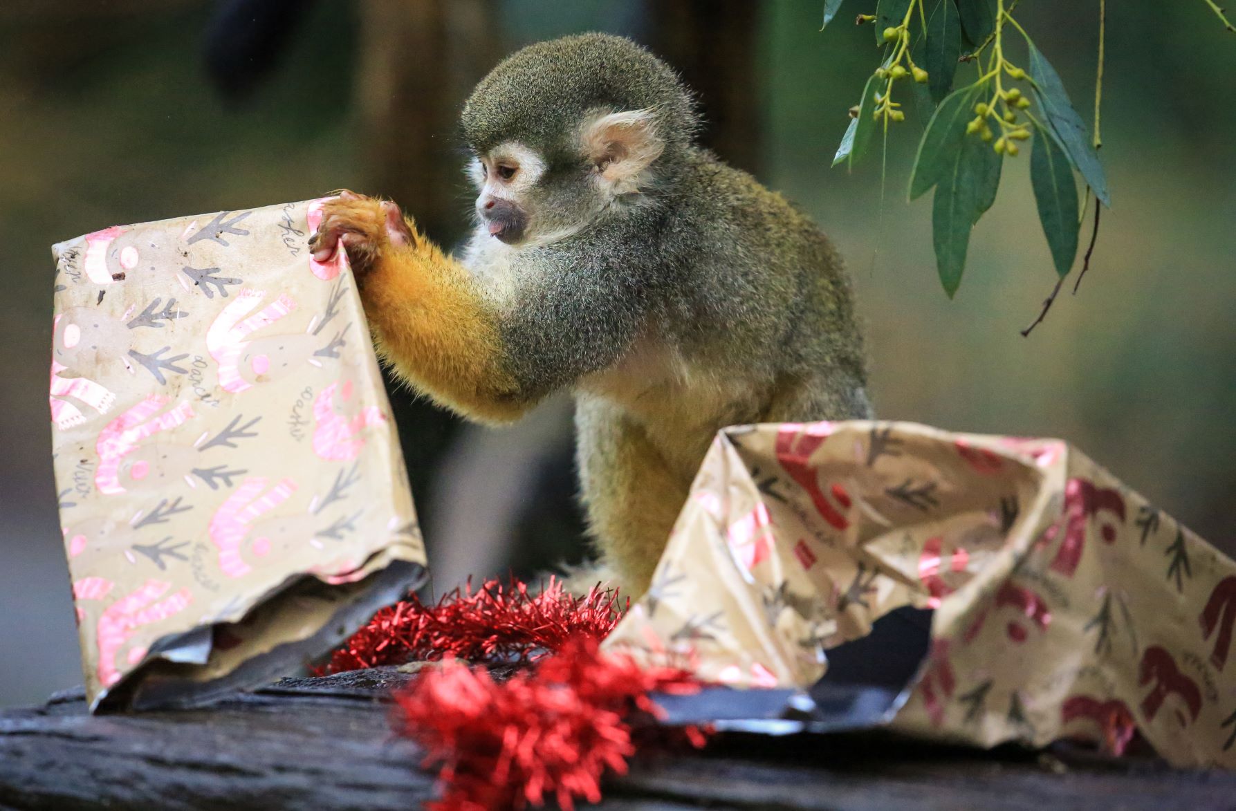 Squirrel monkey opening Christmas Present.jpg