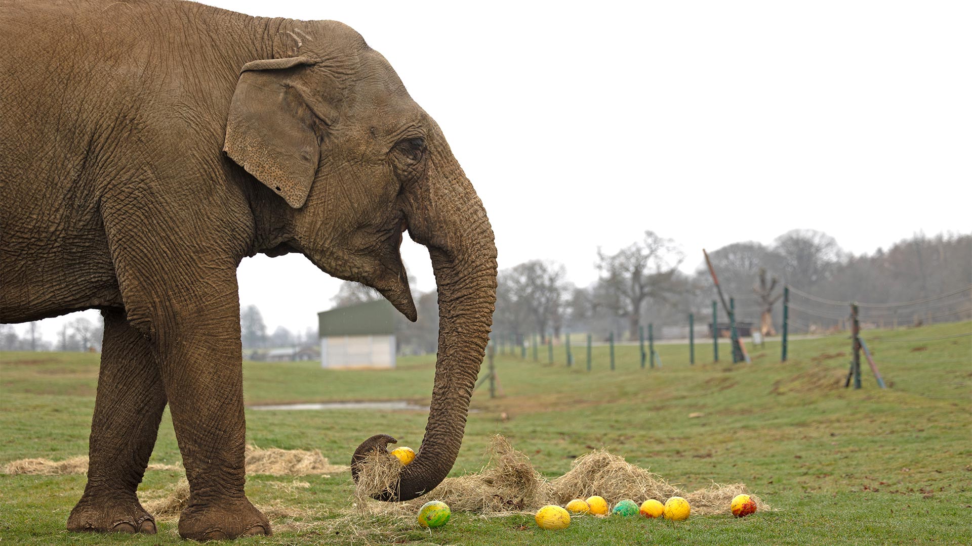 Chandrika the Asian elephant eating her melon Easter eggs for Easter 