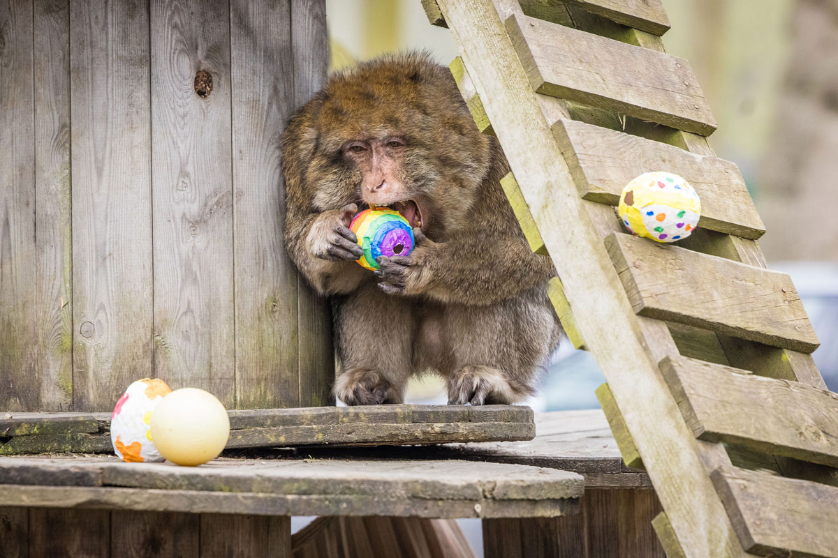 Macaque-eating-colourful-egg-WEB-landscape-1200.jpg