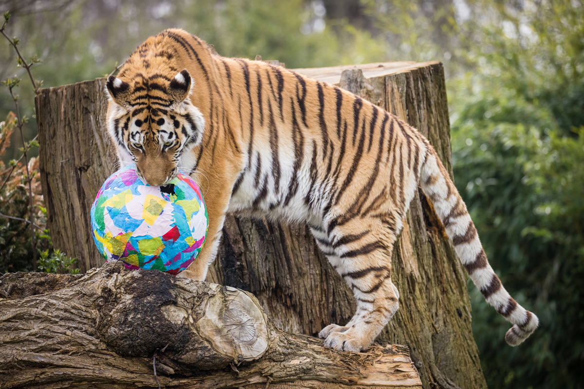 WSP Tiger with colourful egg-11-WEB-desktop 1200 (3).jpg